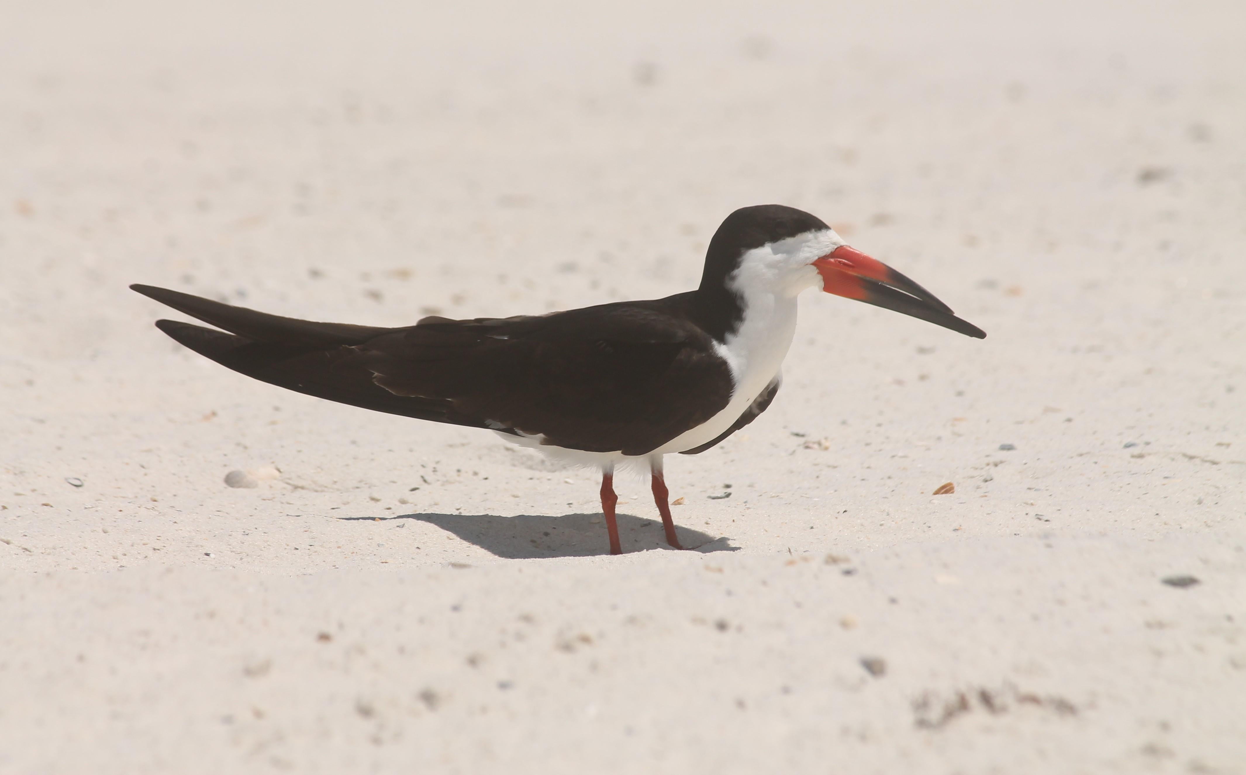 Black Skimmer Stands Along the Shore. Photo by Farren Dell