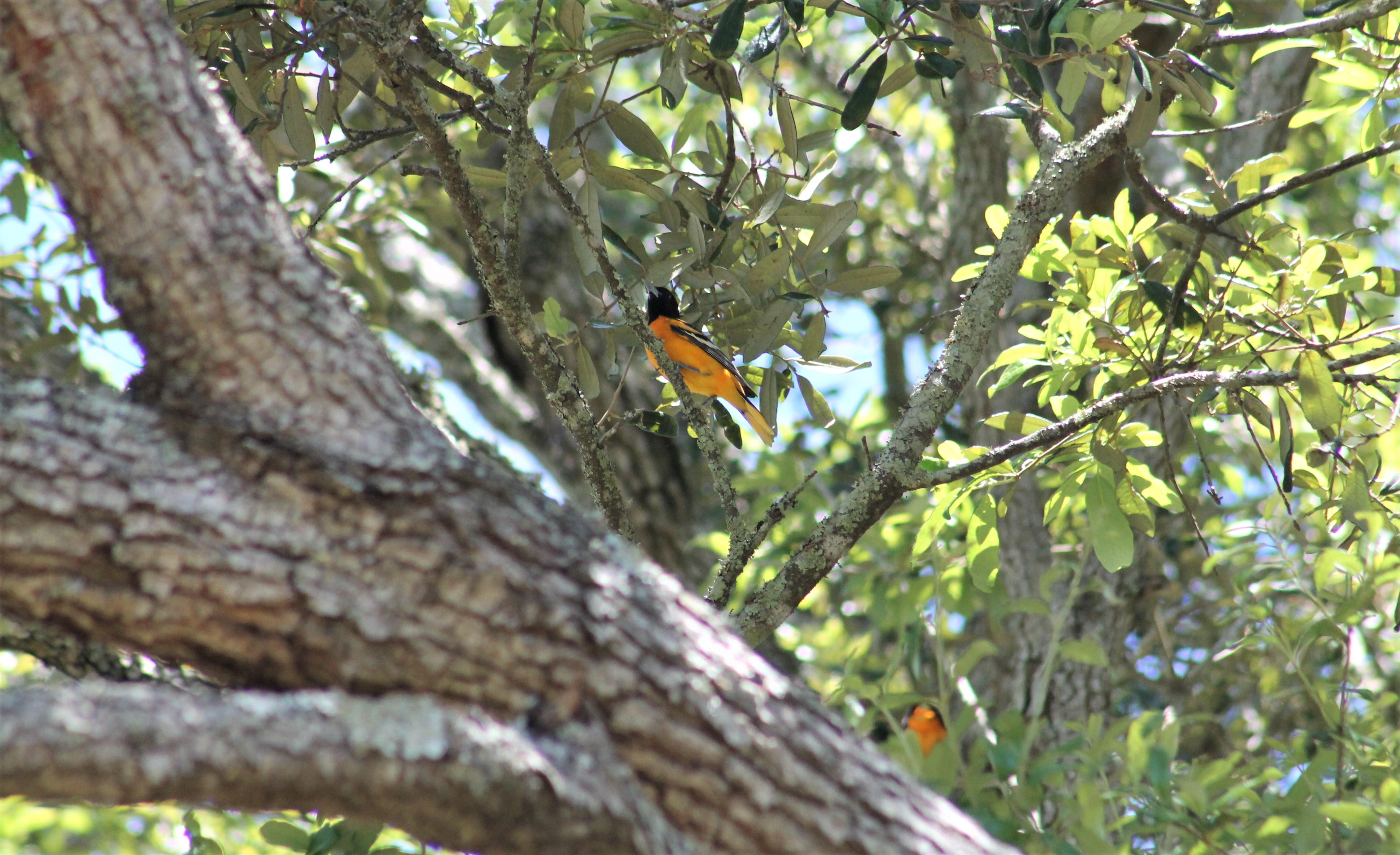 Baltimore Oriole Perches in an Oak Tree. Photo by Farren Dell