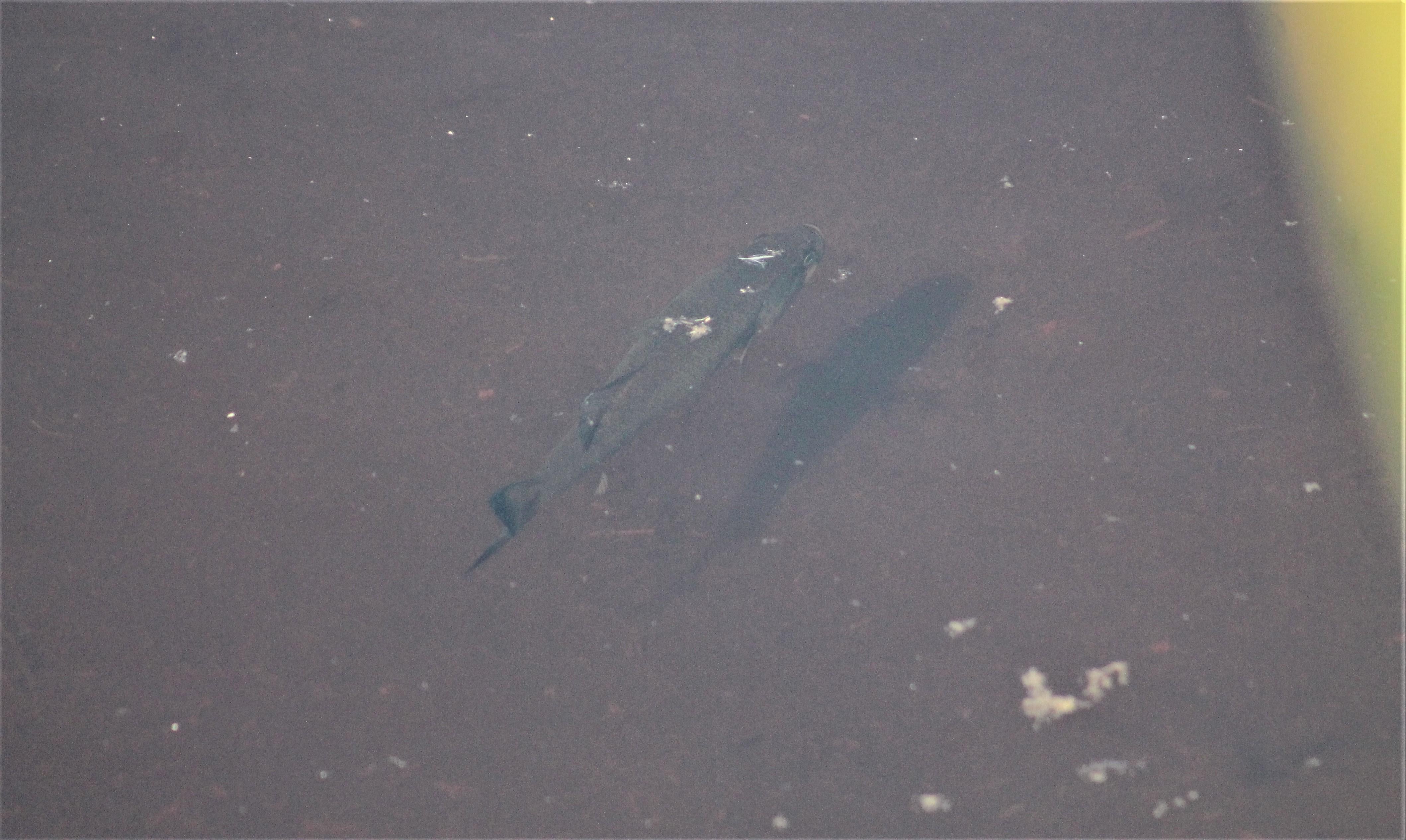 Large Bass Seen In Middle Lake