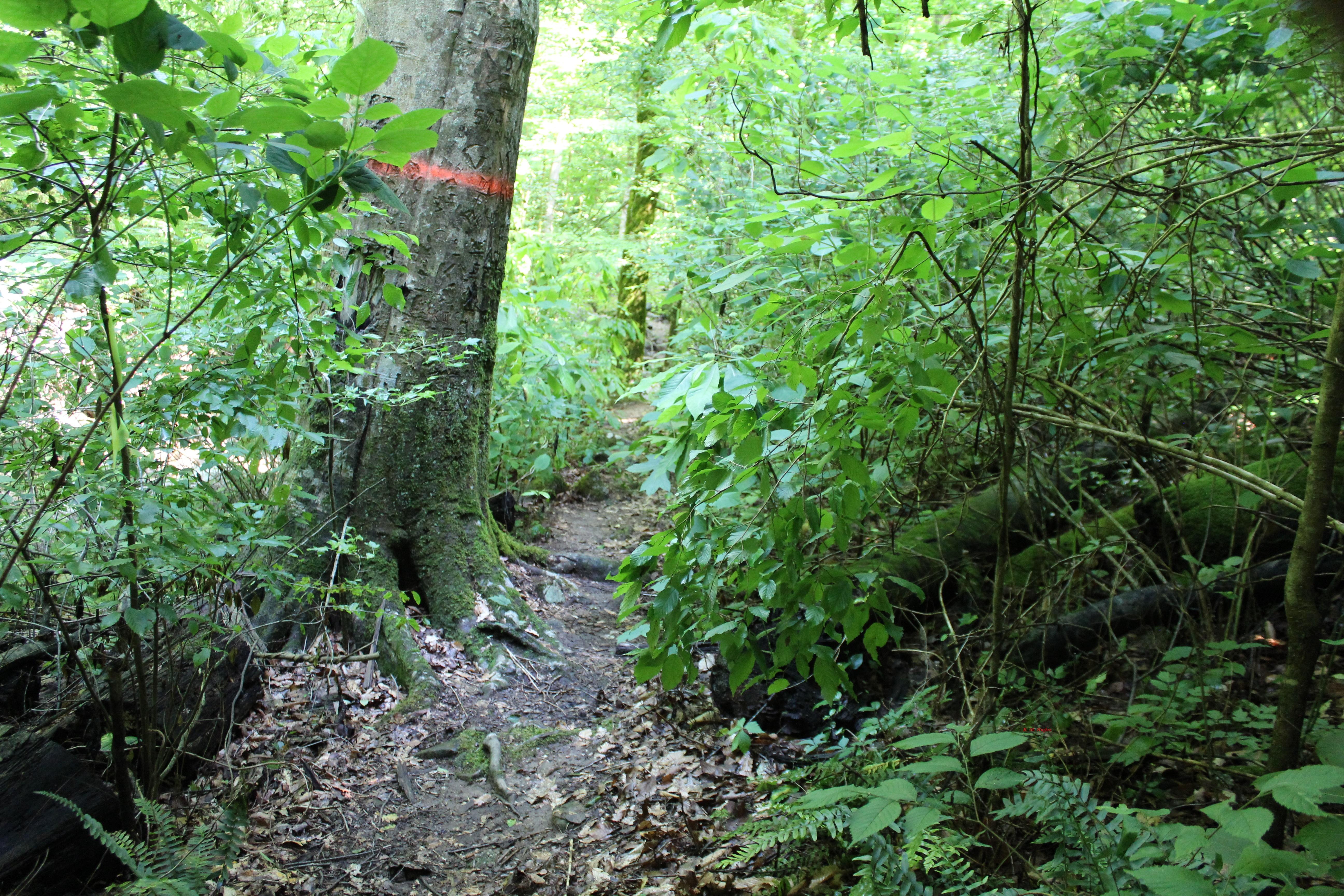 Buck's Pocket State Park Trails