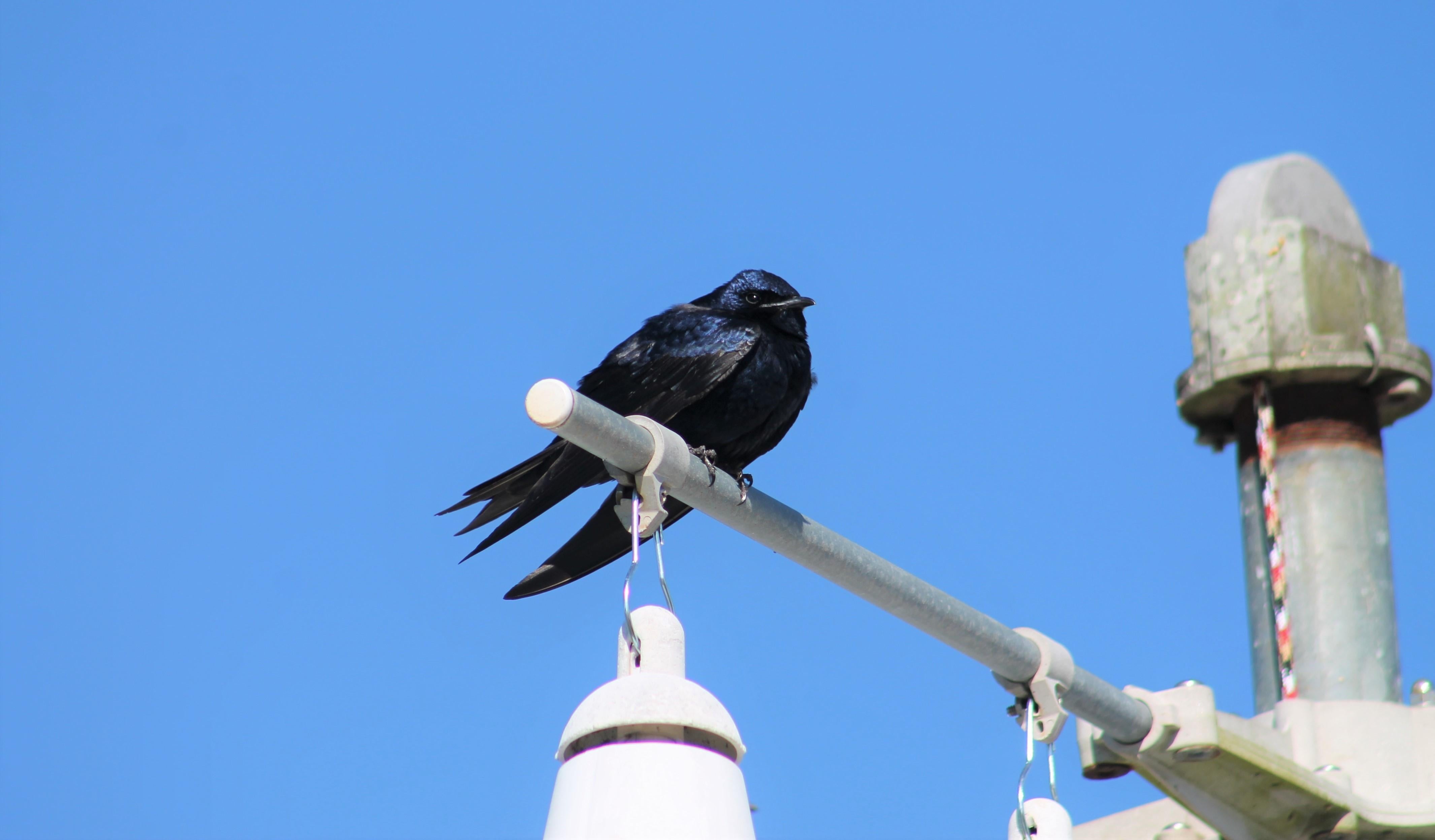 Purple Martin Perched On It's Nesting Gourd. Photo by Farren Dell