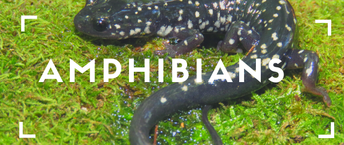 Amphibians