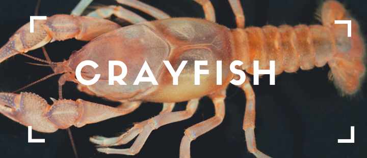 Crayfish