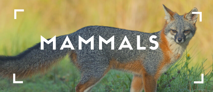 mammals