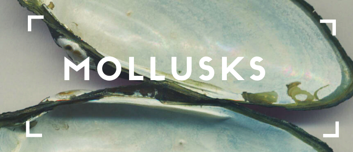 Mollusks