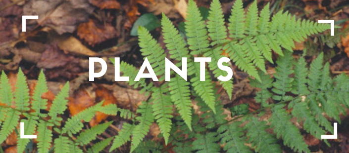 plants