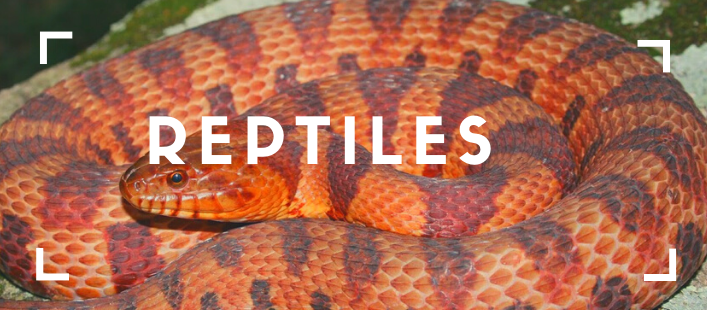 reptiles