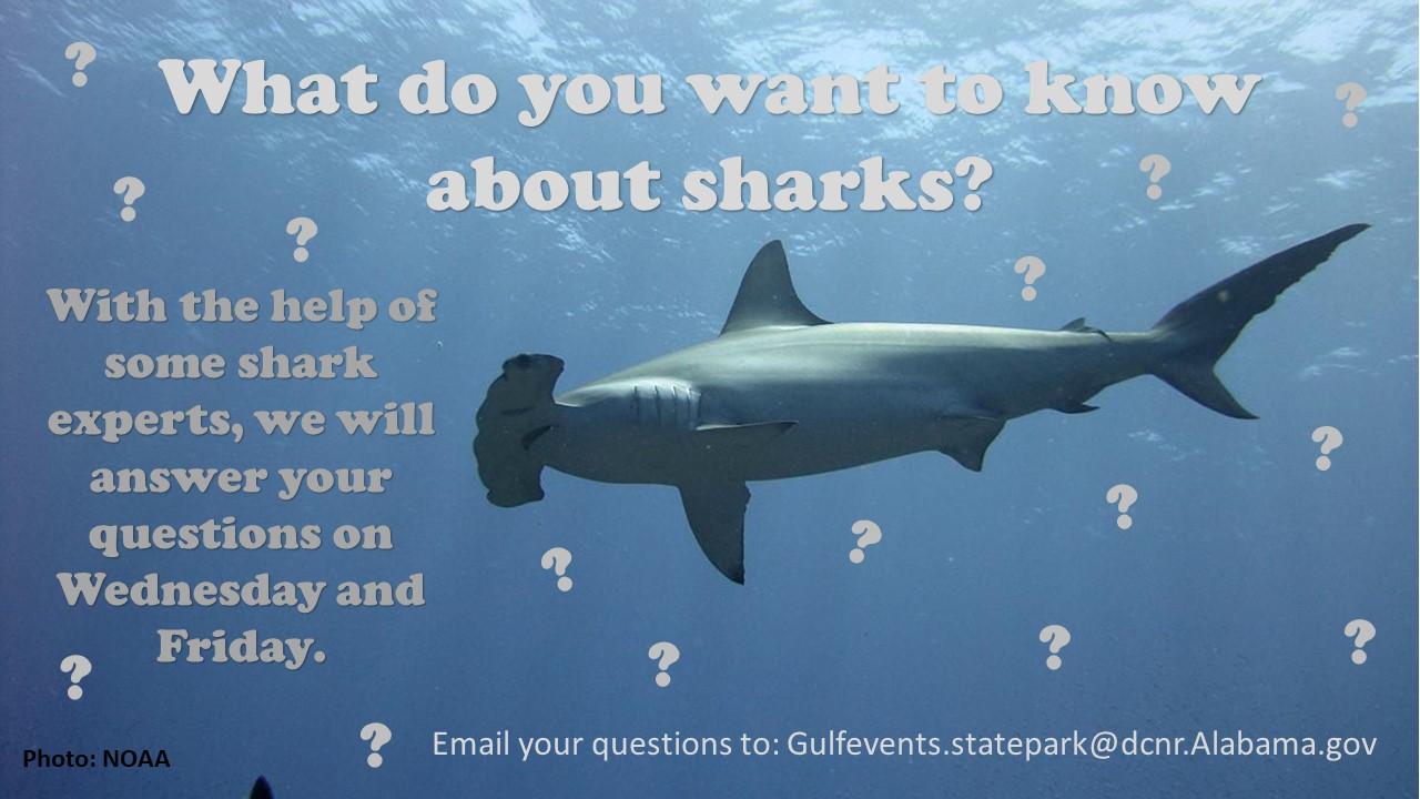 What do you want to know about sharks?