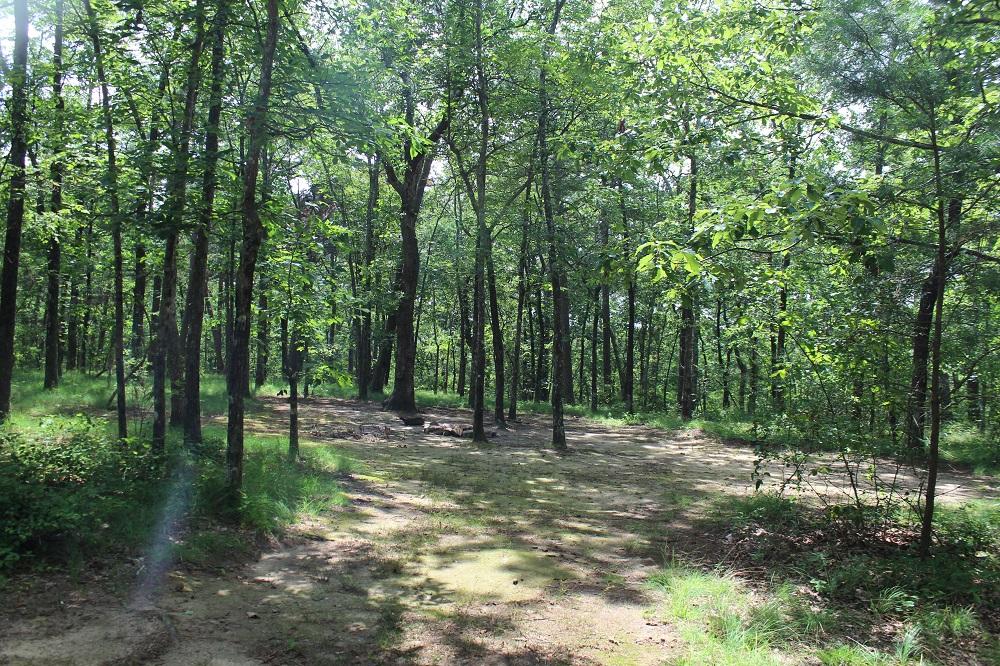 DSP Primitive Campground
