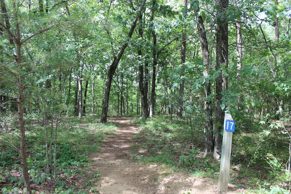 DSP Primitive Campground