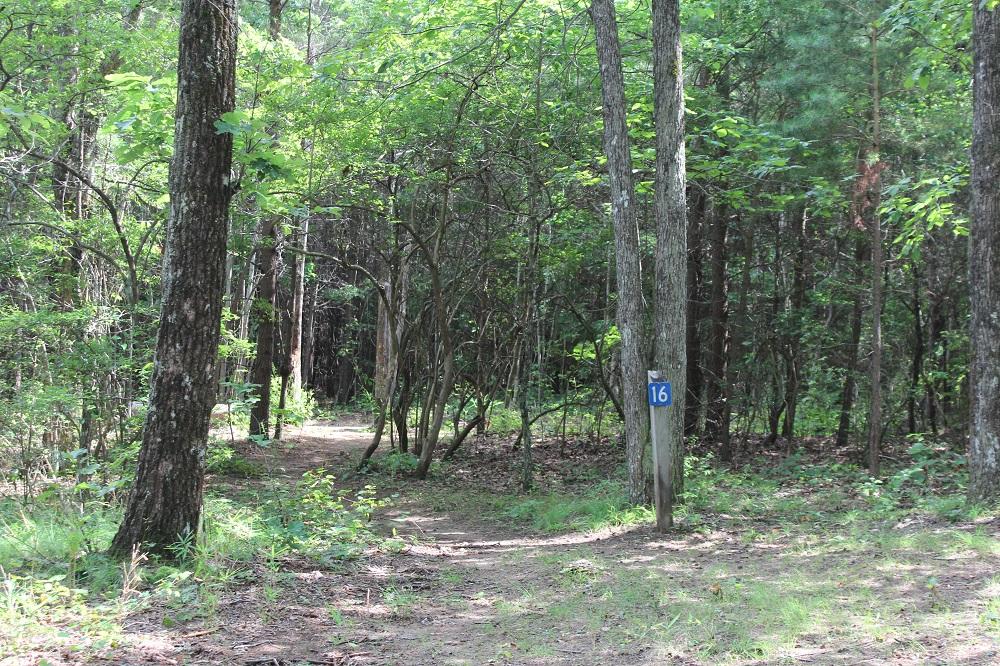 DSP Primitive Campground