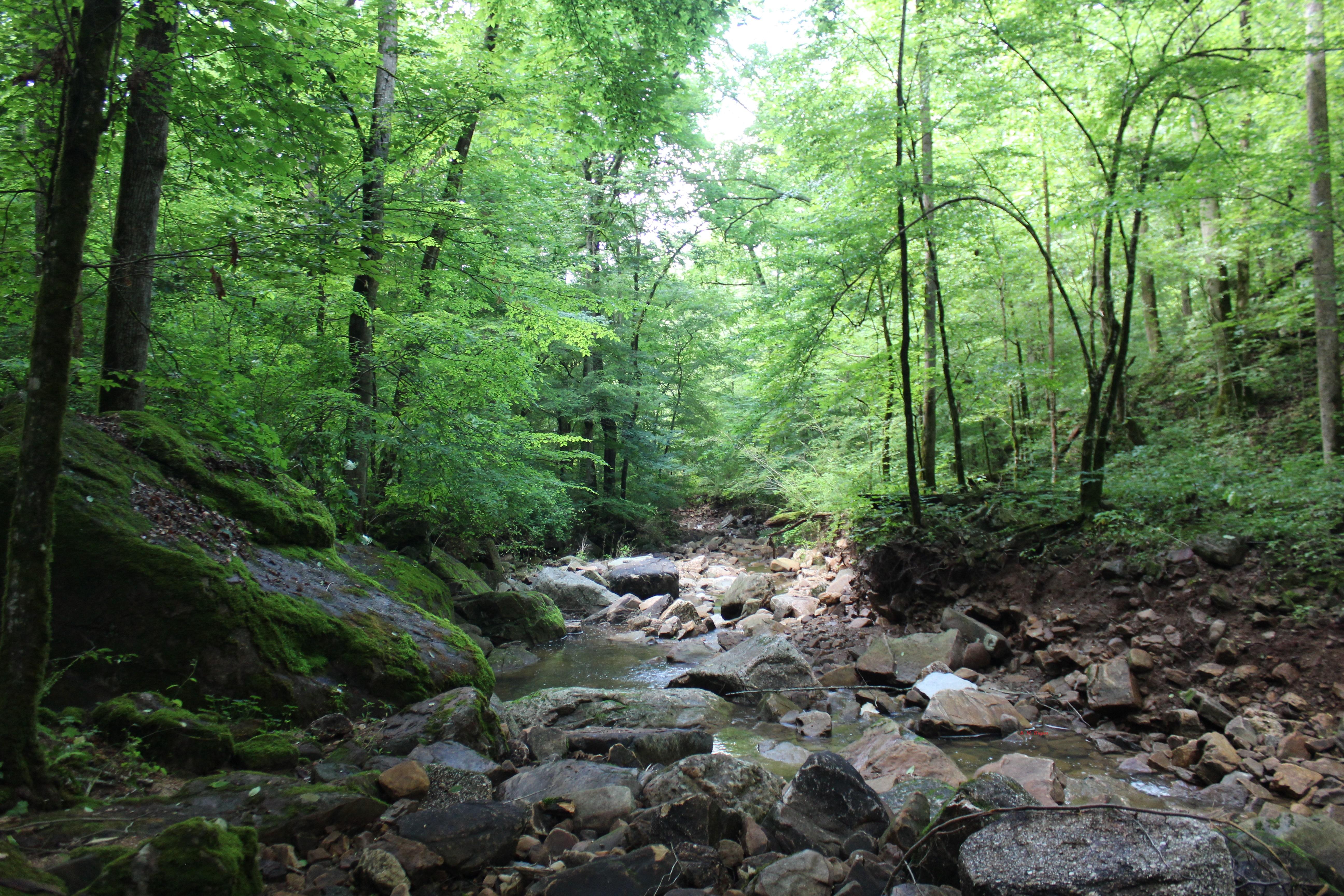 Buck's Pocket State Park creekbed