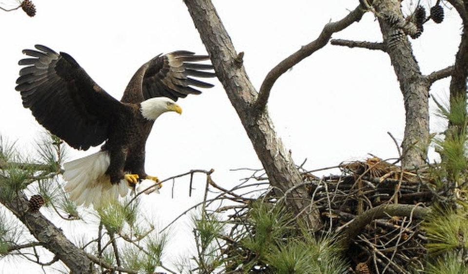 Eagle Nest 