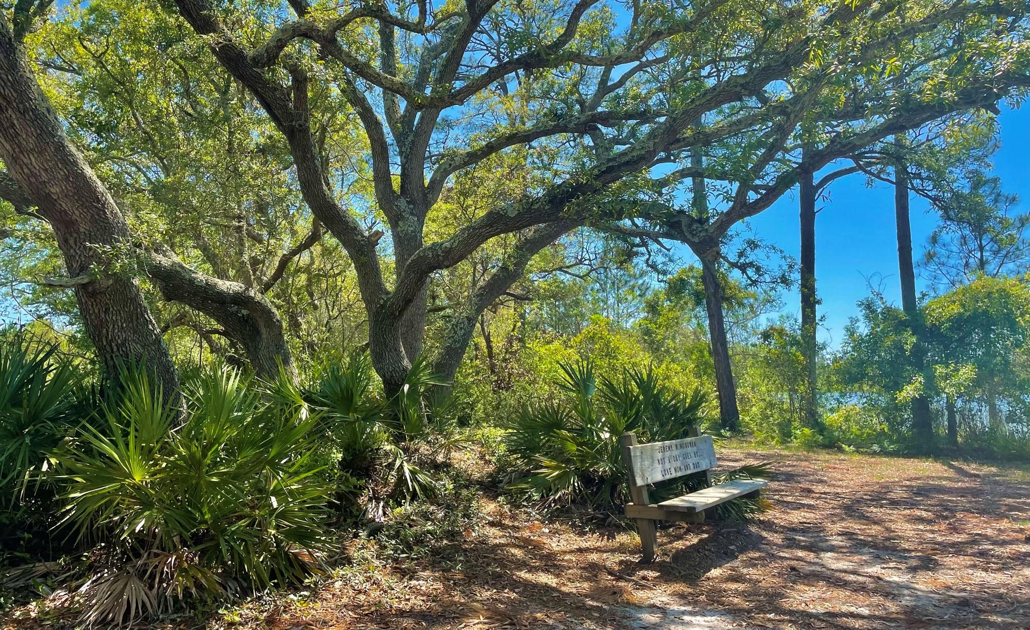 A Bench Under a Live Oak Tree Offers the Best Place to Relax