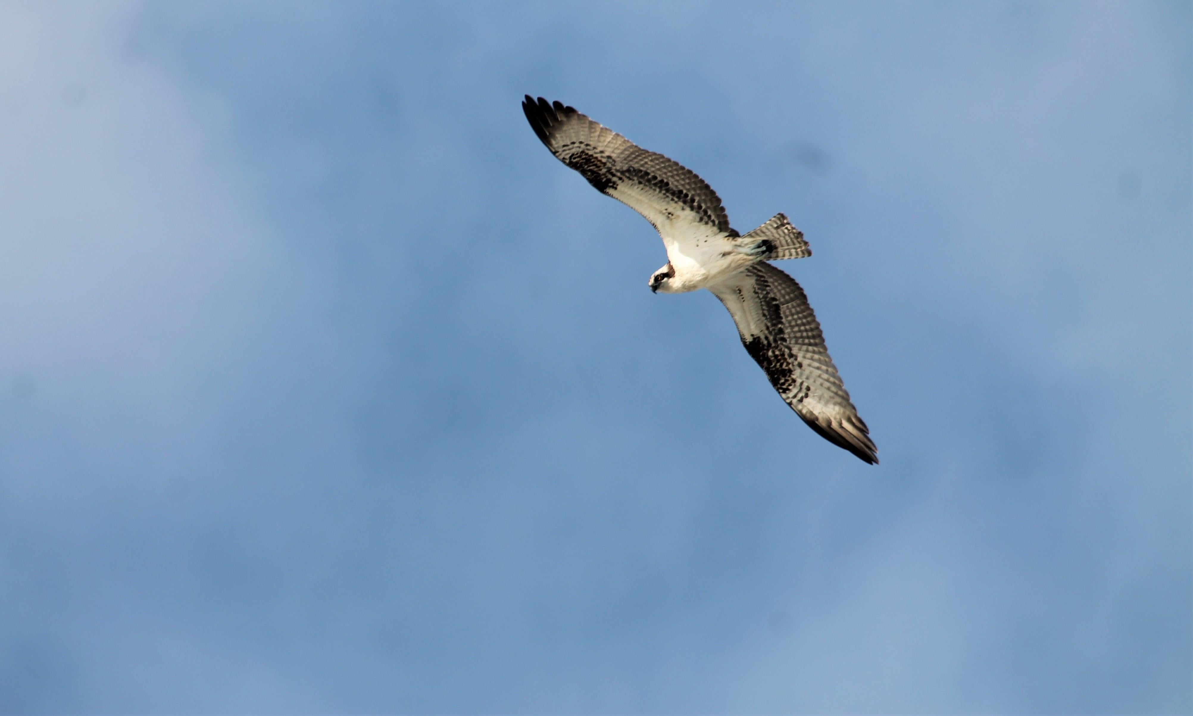 Osprey Flies Overhead at Gulf State Park Pier