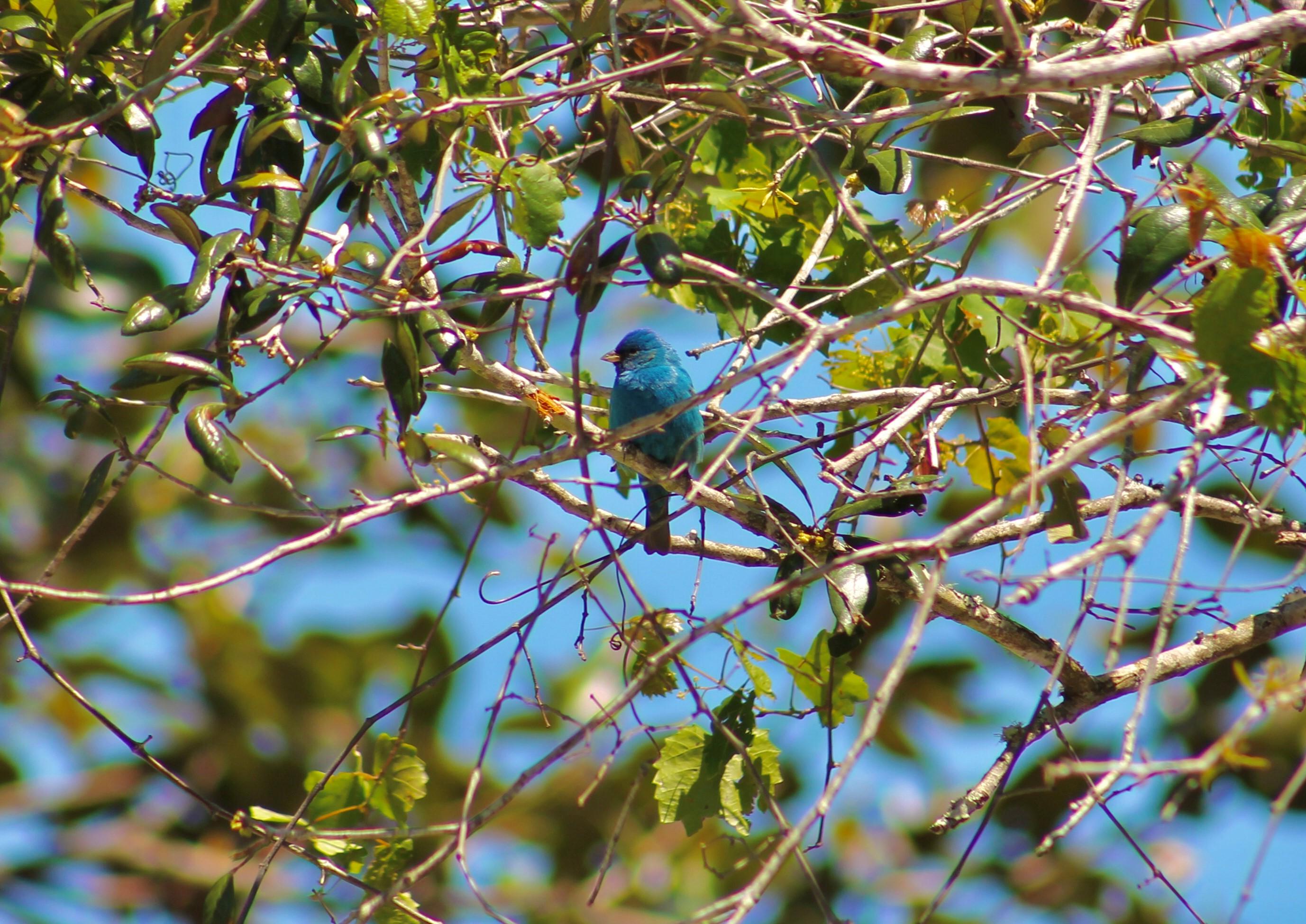 Indigo Bunting Perched on a Branch at Gulf State Park