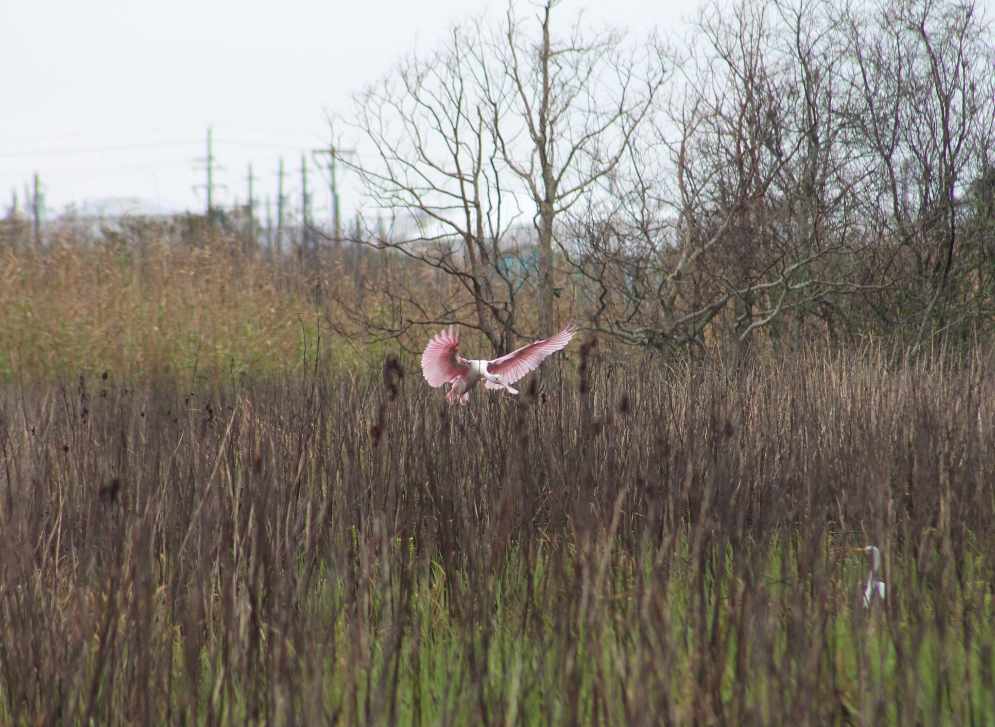 Roseate Spoonbill at Gulf State Park