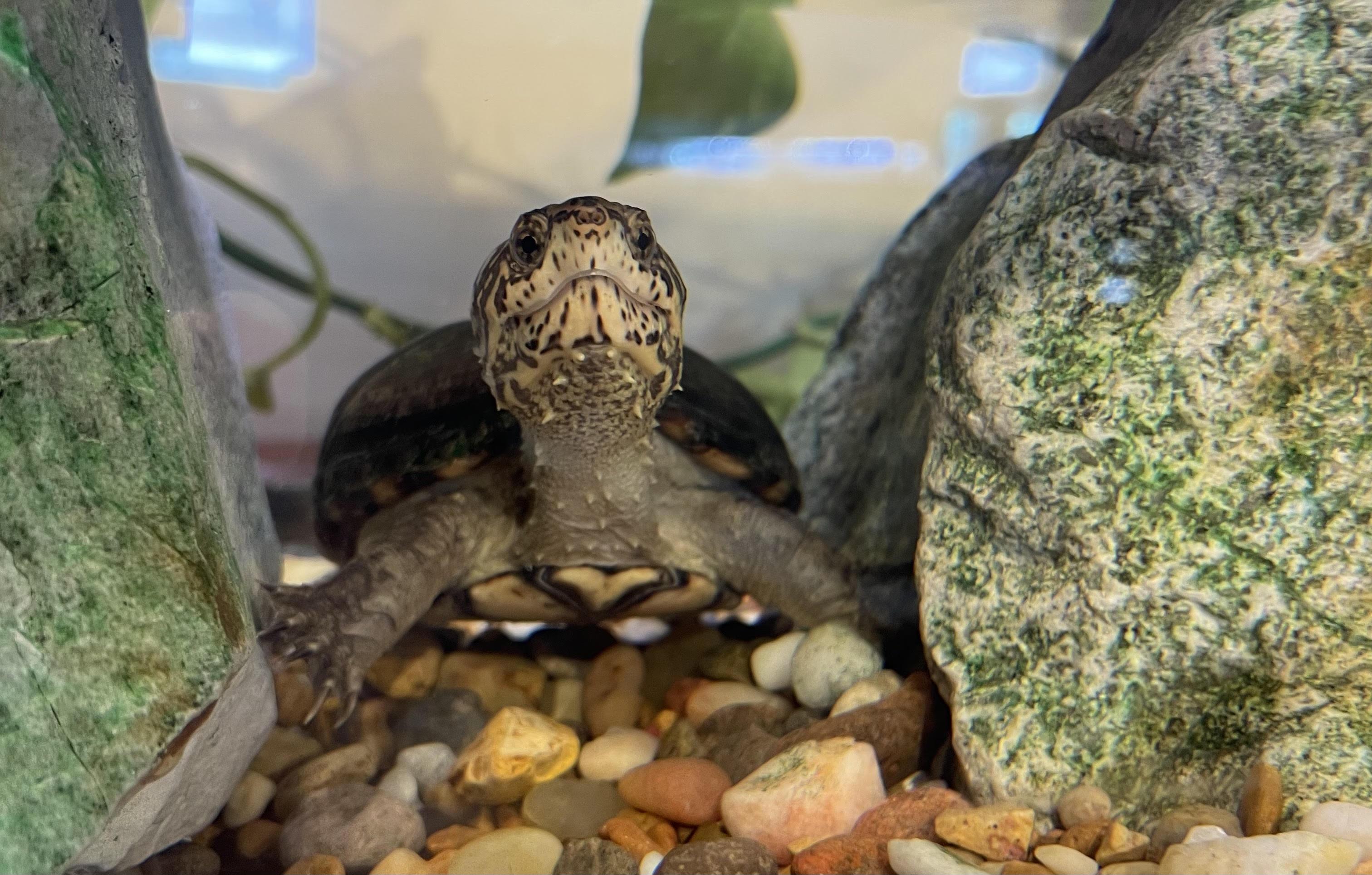 Mud Turtle at the Gulf State Park Nature Center
