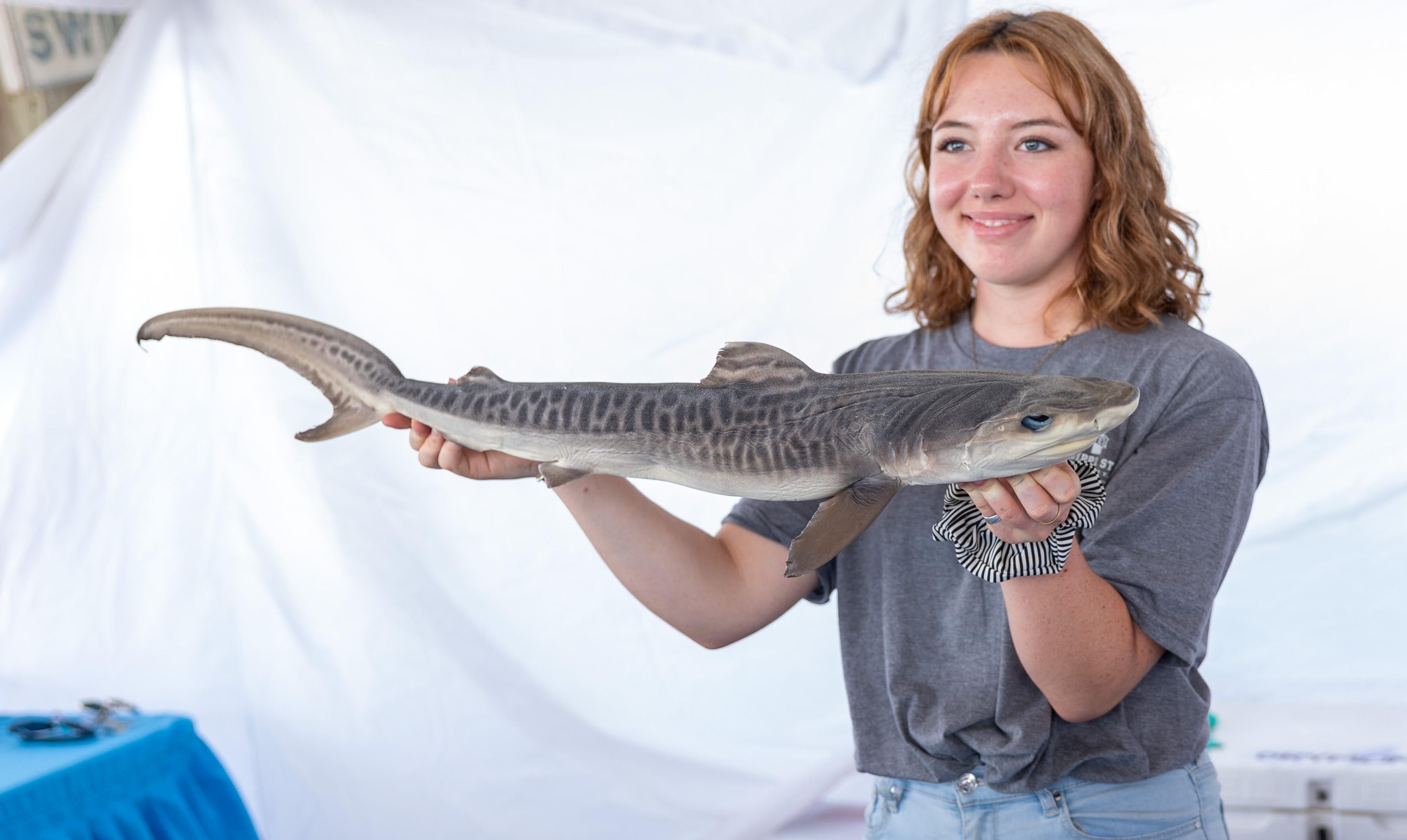 GSP Shark Week by Patricia Moses - MSU Tiger Shark I