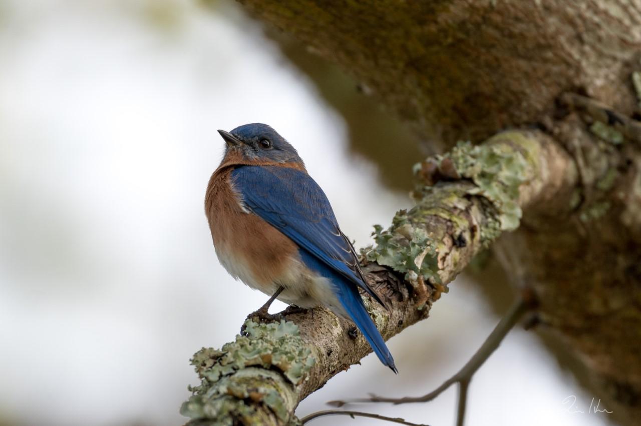 bluebird in tree