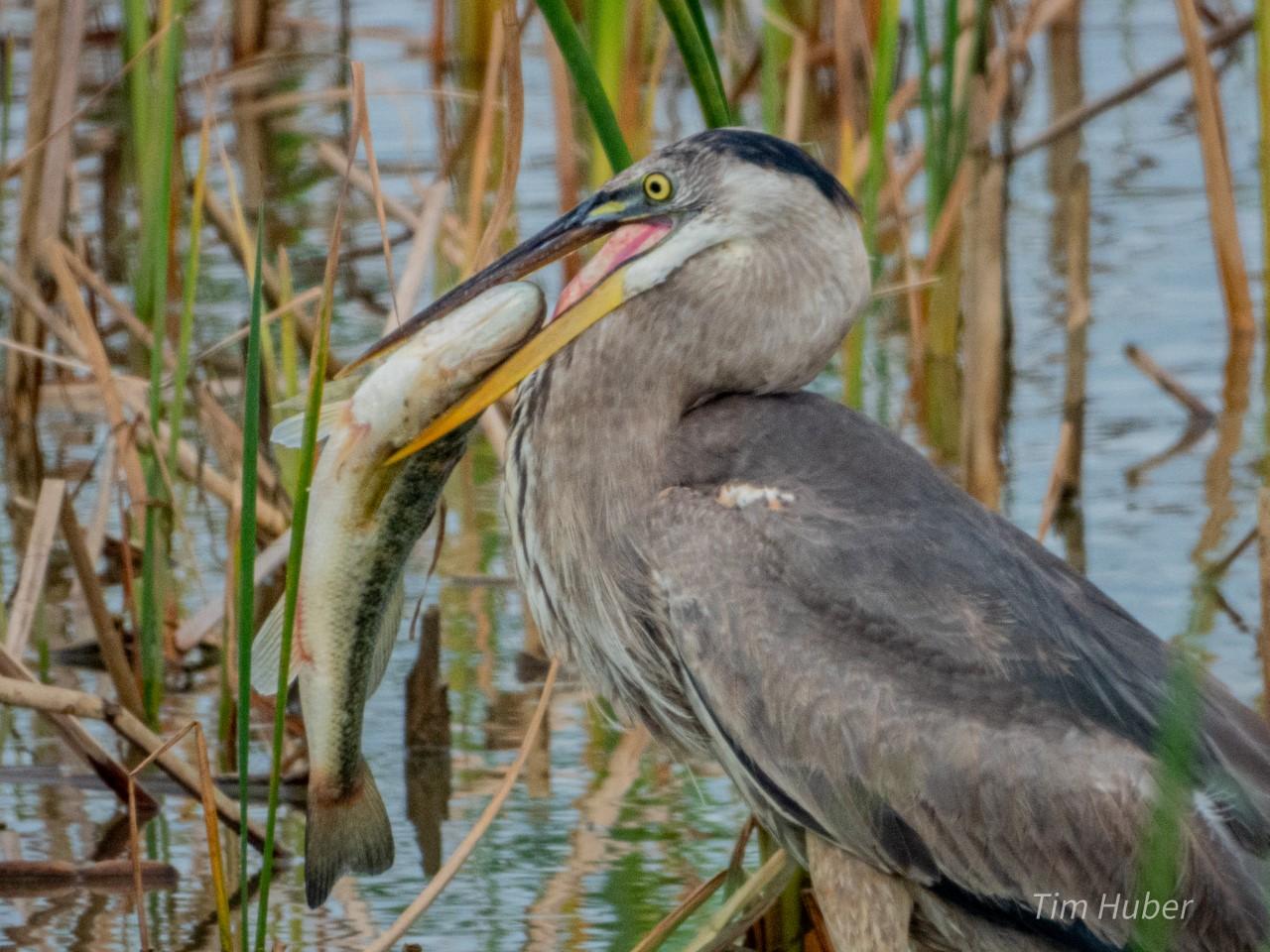 Great Blue Heron with Fish in Mouth