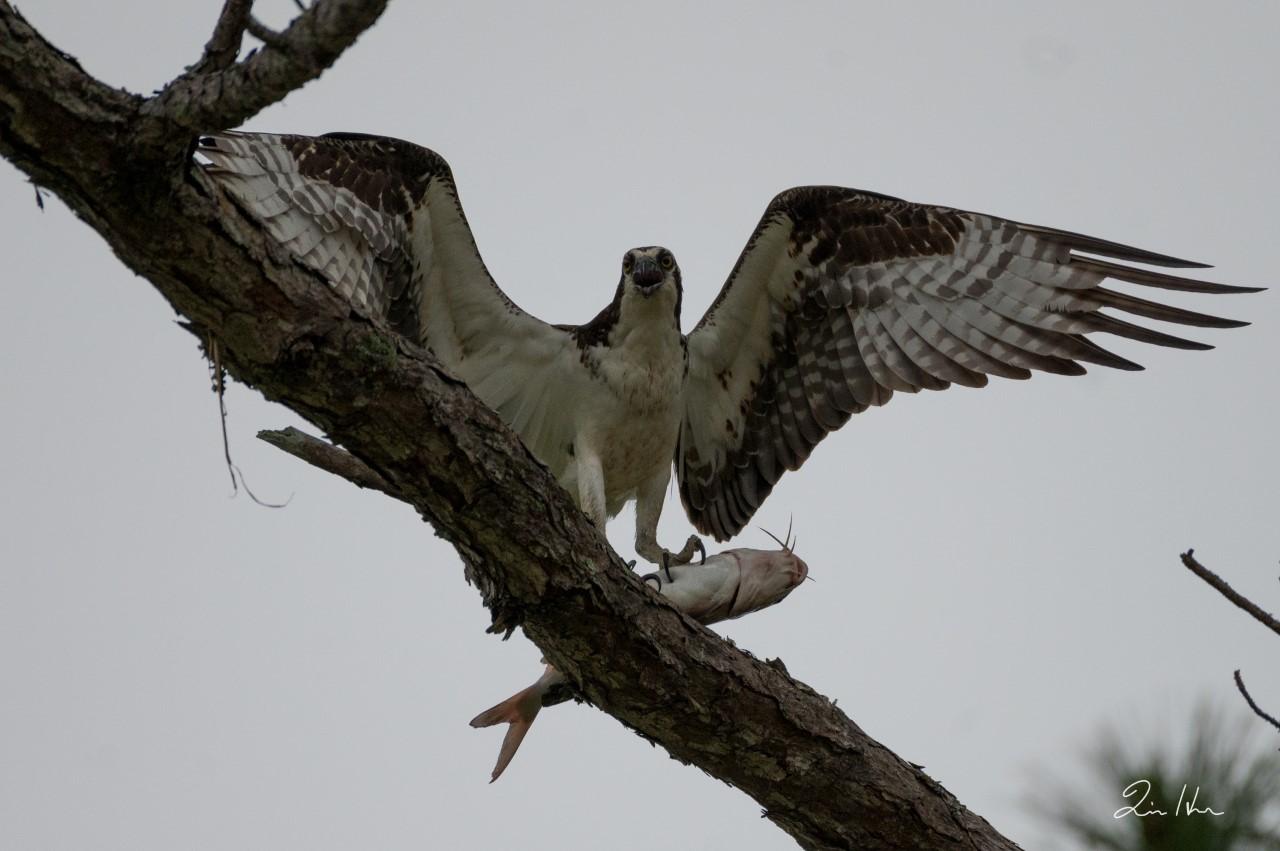 Osprey with outstretched wings in tree