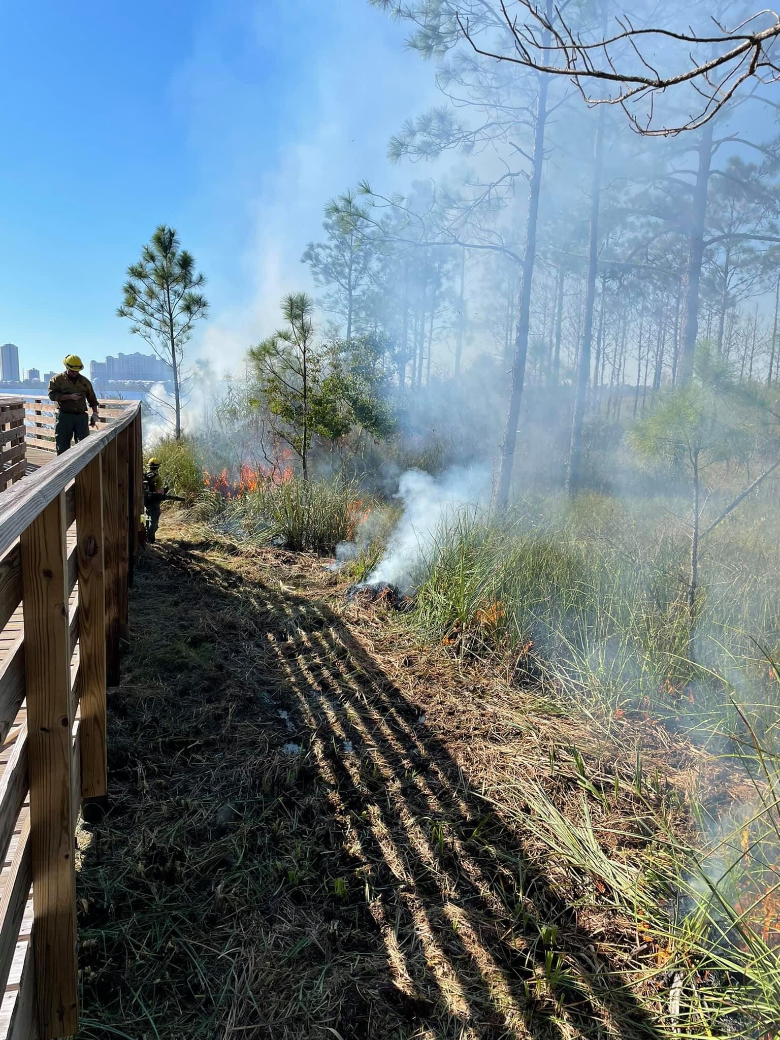 Prescribed Burn Picture 6