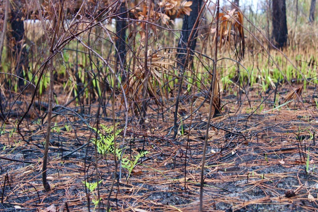 Prescribed Burn Picture 9