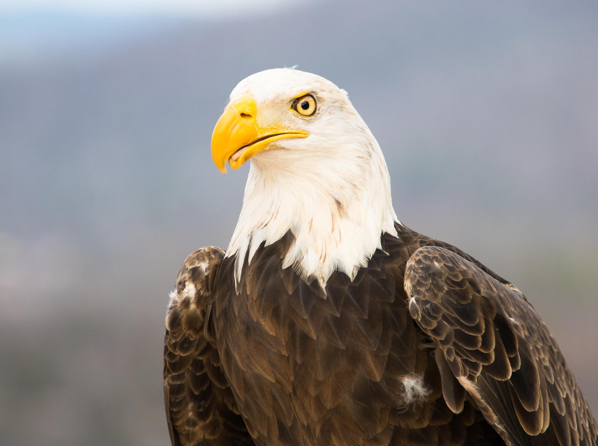 Photo Credit Drew Center - Eagle Awareness