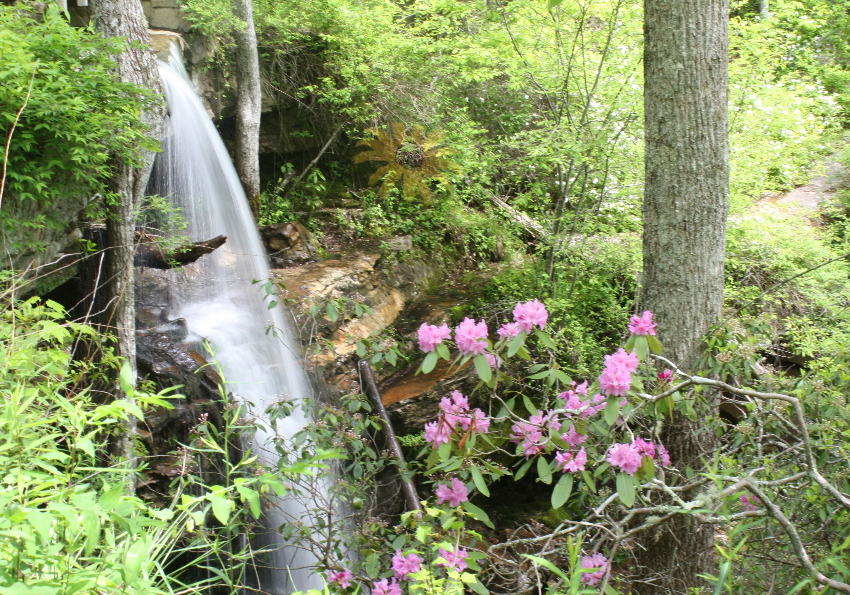 DSP Wildflower Saturday Indian Falls